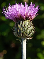 Cirsium tuberosum