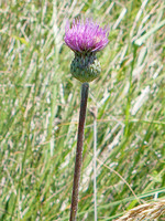 Cirsium welwitschii