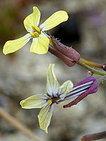 Coincya johnstonii