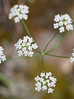 Conopodium thalictrifolium