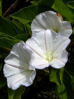 Convolvulus fernandesii