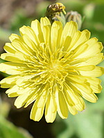 Crepis bursifolia