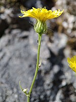 Crepis commutata