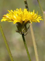 Crepis vesicaria