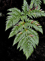 Culcita macrocarpa