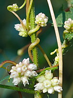 Cuscuta europaea