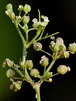 Cyclospermum leptophyllum
