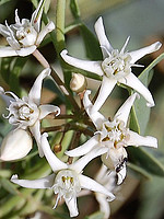 Cynanchum acutum