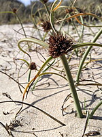 Cyperus capitatus