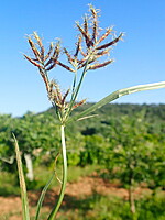 Cyperus rotundus