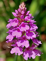 Dactylorhiza foliosa