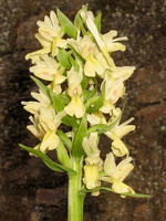 Dactylorhiza sulphurea