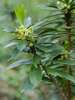 Daphne laureola