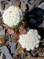 Daucus carota