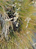 Deschampsia maderensis