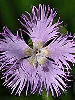Dianthus hyssopifolius