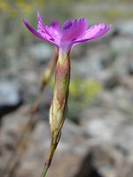 Dianthus laricifolius