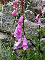 Digitalis purpurea