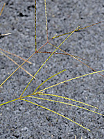 Digitaria ciliaris