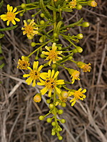 Dittrichia maritima