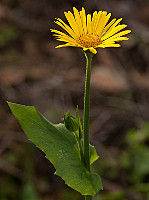 Doronicum plantagineum