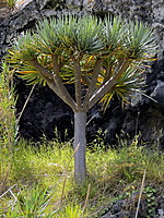 Dracaena draco