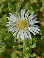 Drosanthemum floribundum
