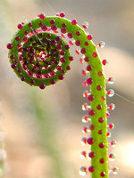 Drosophyllum lusitanicum