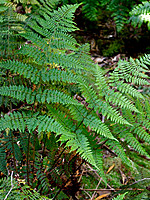 Dryopteris guanchica