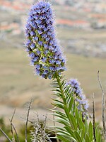 Echium nervosum