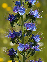 Echium salmanticum
