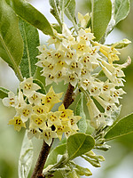 Elaeagnus umbellata