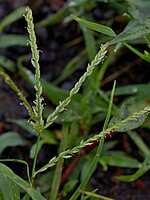 Eleusine indica