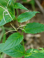 Epilobium montanum
