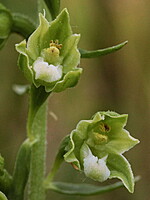 Epipactis bugacensis