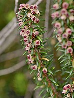 Erica platycodon