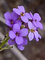 Erysimum arbuscula