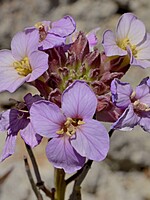 Erysimum bicolor