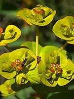Euphorbia paniculata
