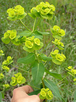 Euphorbia paniculata
