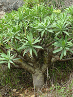 Euphorbia pedroi