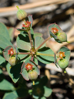 Euphorbia transtagana