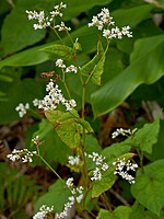 Fagopyrum dibotrys