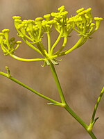 Ferulago brachyloba
