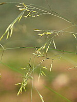 Festuca ampla