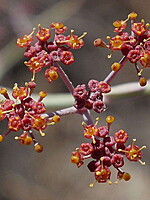 Foeniculum sanguineum