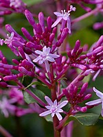 Fuchsia arborescens