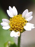 Galinsoga quadriradiata