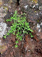 Galium geminiflorum
