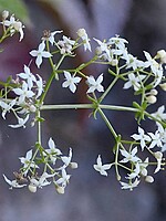 Galium productum